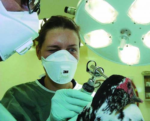 Aviaria, controlli intensificati al Bioparco