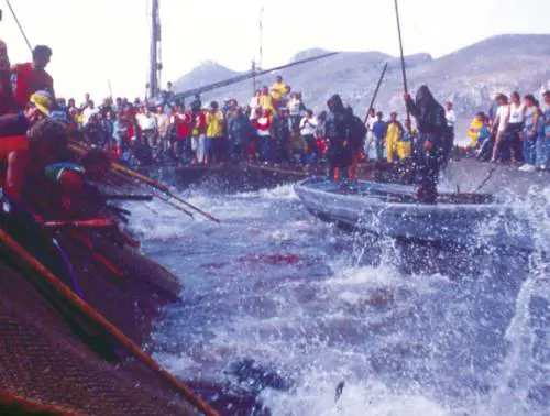 Una tonnara che pesca altri pesci