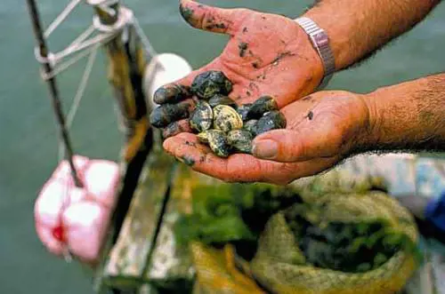 Anziani uccisi, sotto torchio i figli