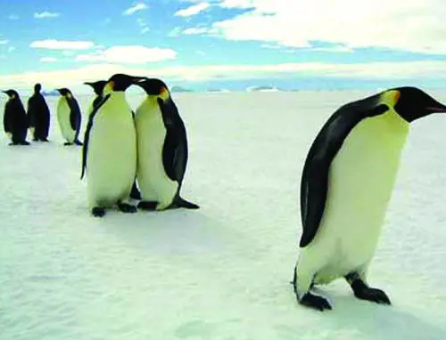 Allasta su internet super villa  con bella padrona incorporata