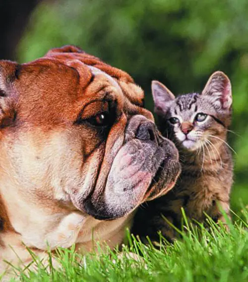 Un camposanto a Genova  per i veri amici delluomo