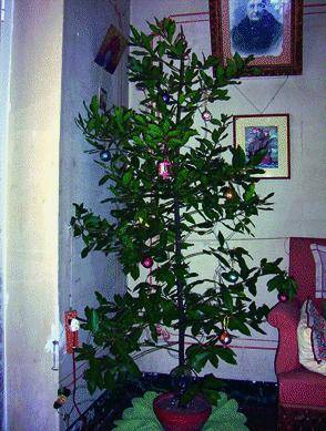 Un ramo d’alloro l’albero di Natale ligure