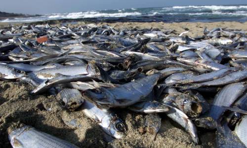 Retata dei carabinieri per il depuratore che uccide il mare