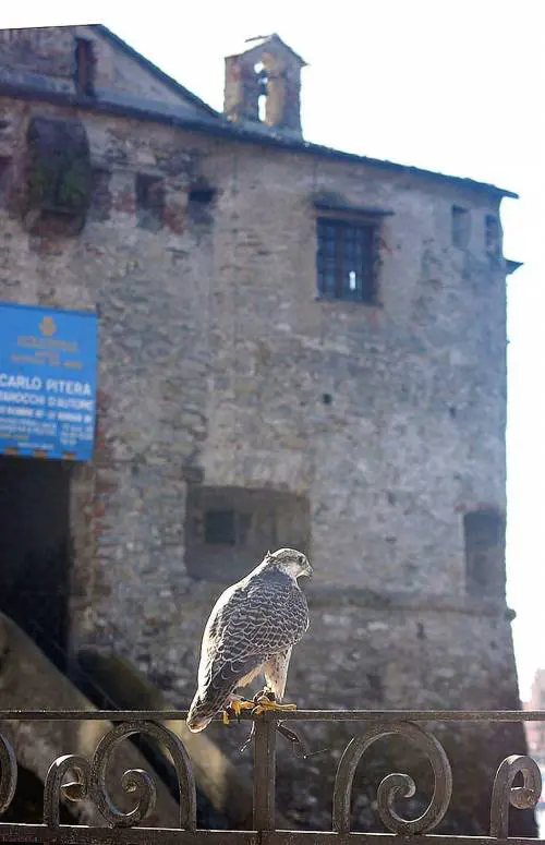 Quando i falchi fanno guerra ai piccioni