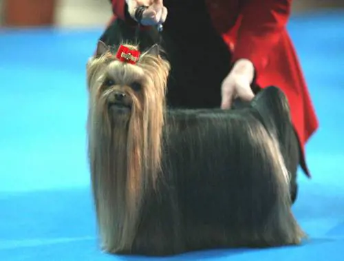 Vi racconto la rivolta dUngheria