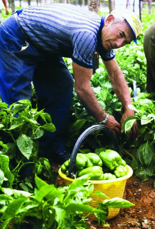 «Nel covo di Provenzano volantini messi ad arte»