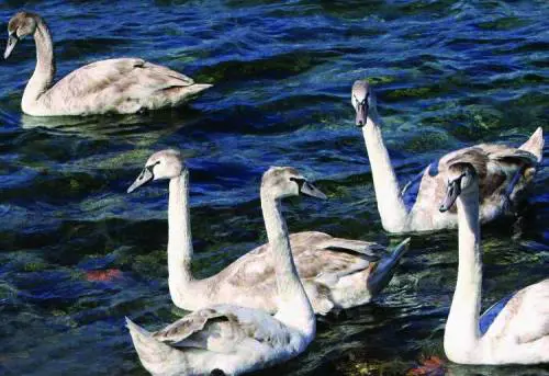 Portoghesi  e scansafatiche  nel mirino della nuova Amt