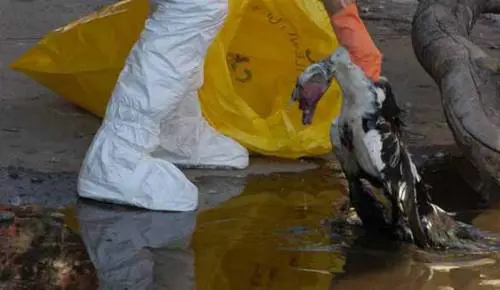 Laviaria «contagia» i liguri, non gli uccelli