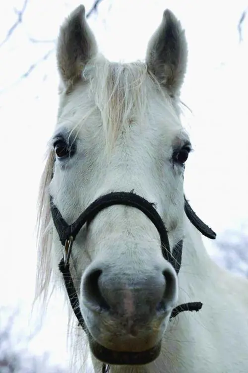 Dolceacqua, guerra ai cavalli:  «spariscono» tre purosangue