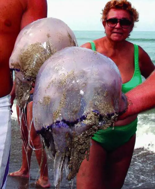 «Le meduse? Solo  fenomeni ricorrenti»