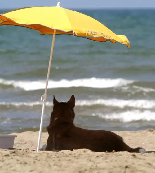 A Vesima e Punta Vagno le spiagge aprono ai cani