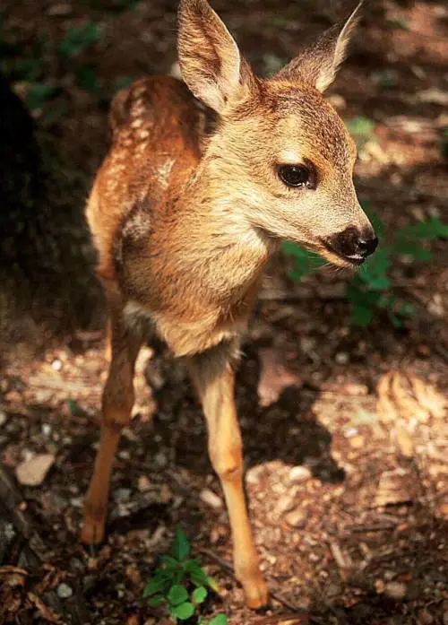 La soluzione: abbattimento selettivo