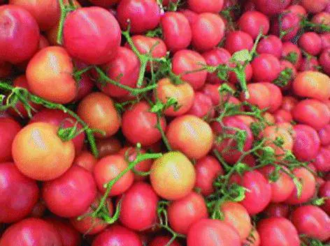 IL GIORNALE, CASA DI TUTTE LE POESIE