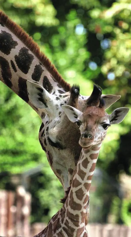 Tutti pazzi per la giraffina ma il suo futuro è in Africa