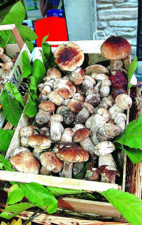 Allarme funghi velenosi: «Troppi cercatori inesperti»