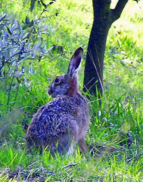 Aerei dirottati. E lallerta diventa più grave
