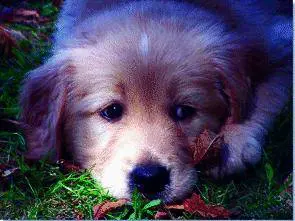 La storia infinita del canile contestato