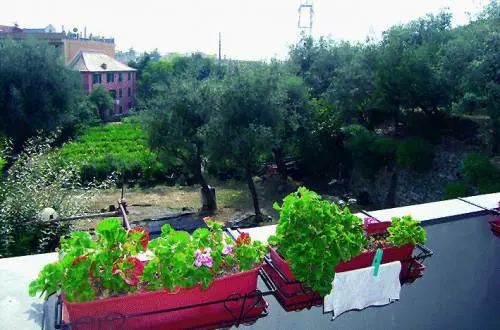 La Sovrintendenza salva luliveto millenario