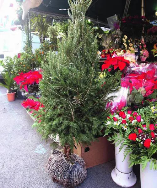 Fassino a Genova per spaccare i Ds