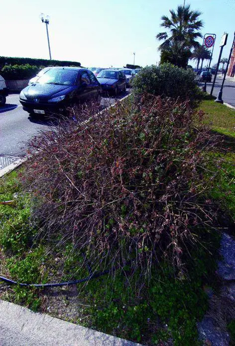 Il Levante dà in adozione i suoi giardini
