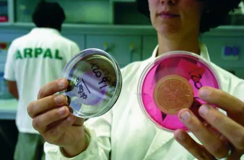 Alga tossica, la ricerca è un buco nellacqua