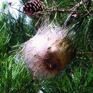 Nidi di processionarie vicino allasilo nido