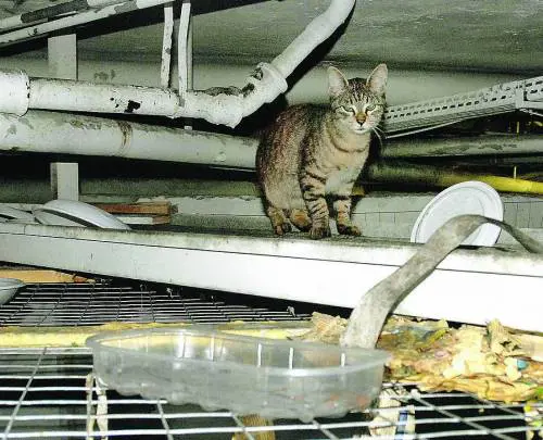 Clinica nella bufera, spuntano le mazzette