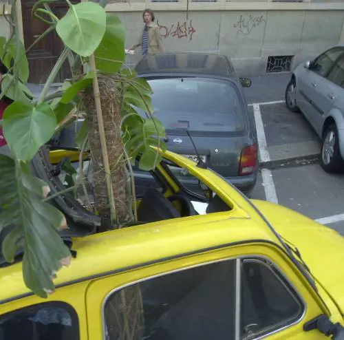Castelletto, ora i ladri rubano le piante più belle dai portoni