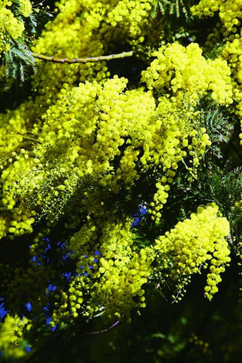 Cinquant’anni di mimose per celebrare la sagra