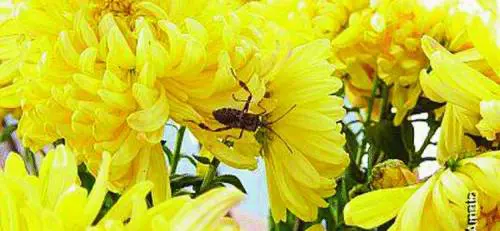 Genova assediata da zanzare, tarme e cimici