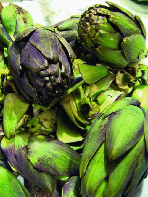 Carciofi a peso doro, il ladro  li ruba e cucina «pasqualine»