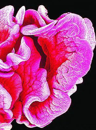 La nascita tra scienza e favola Scatti d’autore alle Stelline