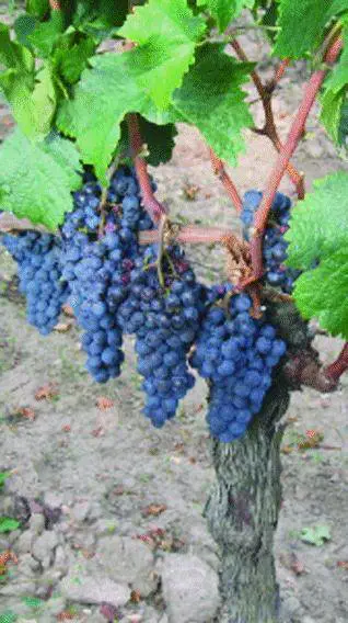 Serata bordolese allinsegna dei «grand crus»