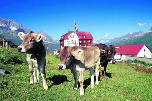 LA SVIZZERA Lamaro prezzo della neutralità