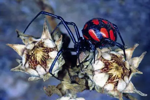 Anche ragni e scorpioni hanno un fascino segreto