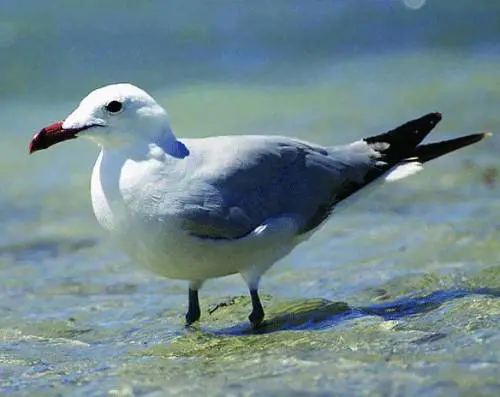 Lezioni di droga con telefonino: arrestato spacciatore nigeriano