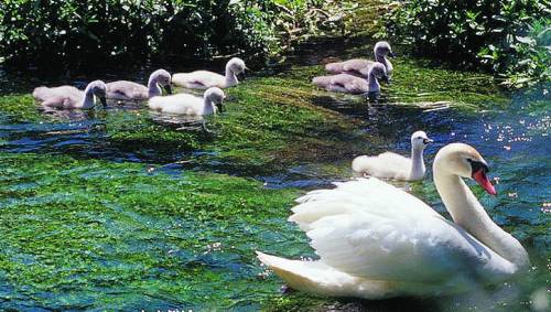 Osservatori subacquei al parco ittico Paradiso