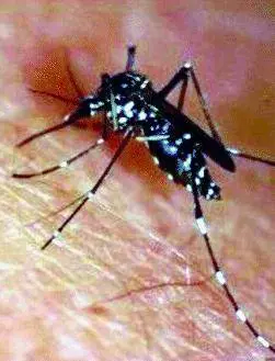 Siluro di Grimaldi allAuthority