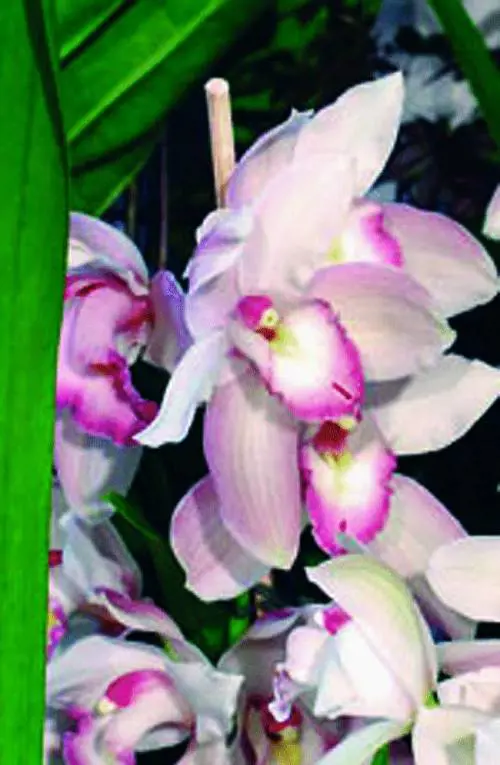 Orchidee dei Lions per salvare la vista