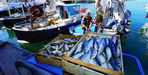Pesce superstar in cucina e nei «laboratori»