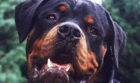 Torino, bimba di 9 mesi muore 
sbranata dai suoi due rottweiler