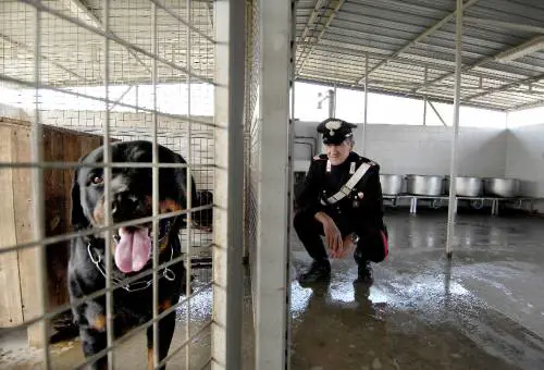 Torino, bimba di nove mesi sbranata da due rottweiler