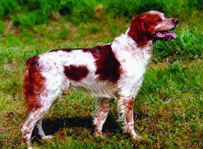 «Il cane è cambiato», padrone risarcito