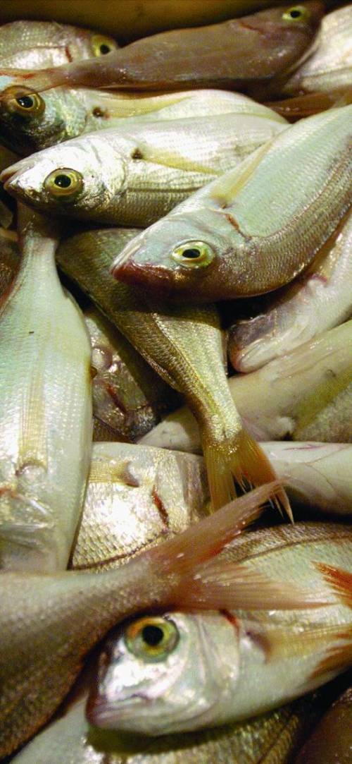 Il Salone del pesce tira una rete piena di visitatori