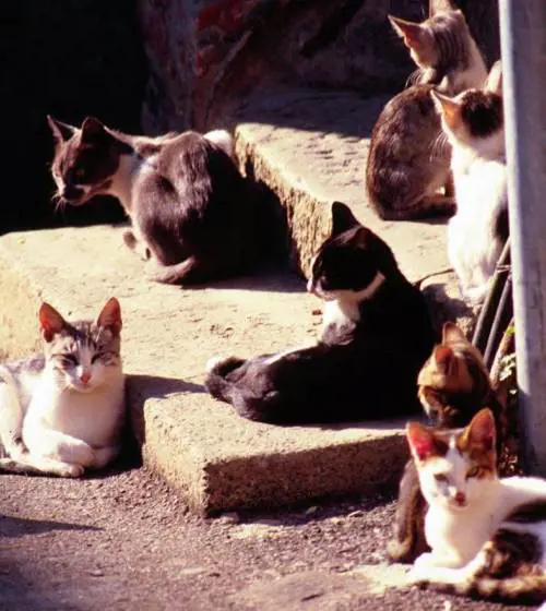 Ora a  Monterosso è caccia aperta al killer dei gatti