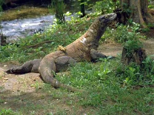 Indonesia, bimbo di 8 anni sbranato da un varano di Komodo
