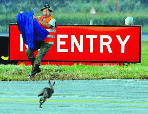 Invasione di lepri allaeroporto Battuta di caccia e voli bloccati