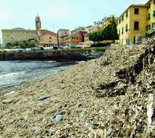 Bagni «impossibili» a Nervi per le alghe scordate dal Comune