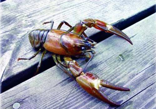Il lago del Brugneto è infestato dai temuti gamberi della California