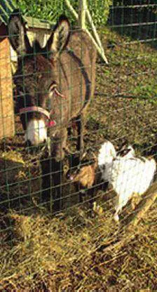 Fattorie didattiche, labc del gusto